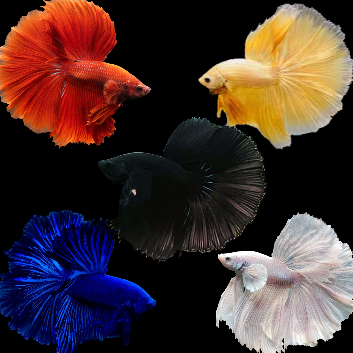 mix solid color halfmoon male betta