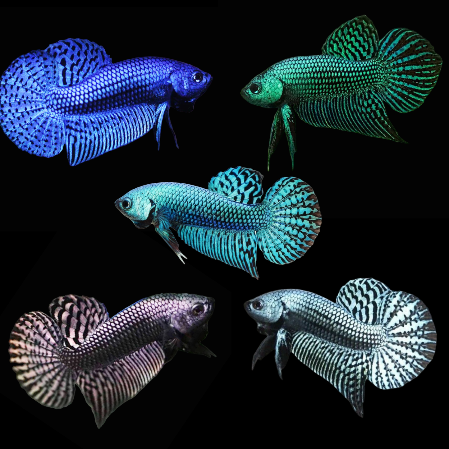 Mix Color Alien Male Betta (pack of 5)