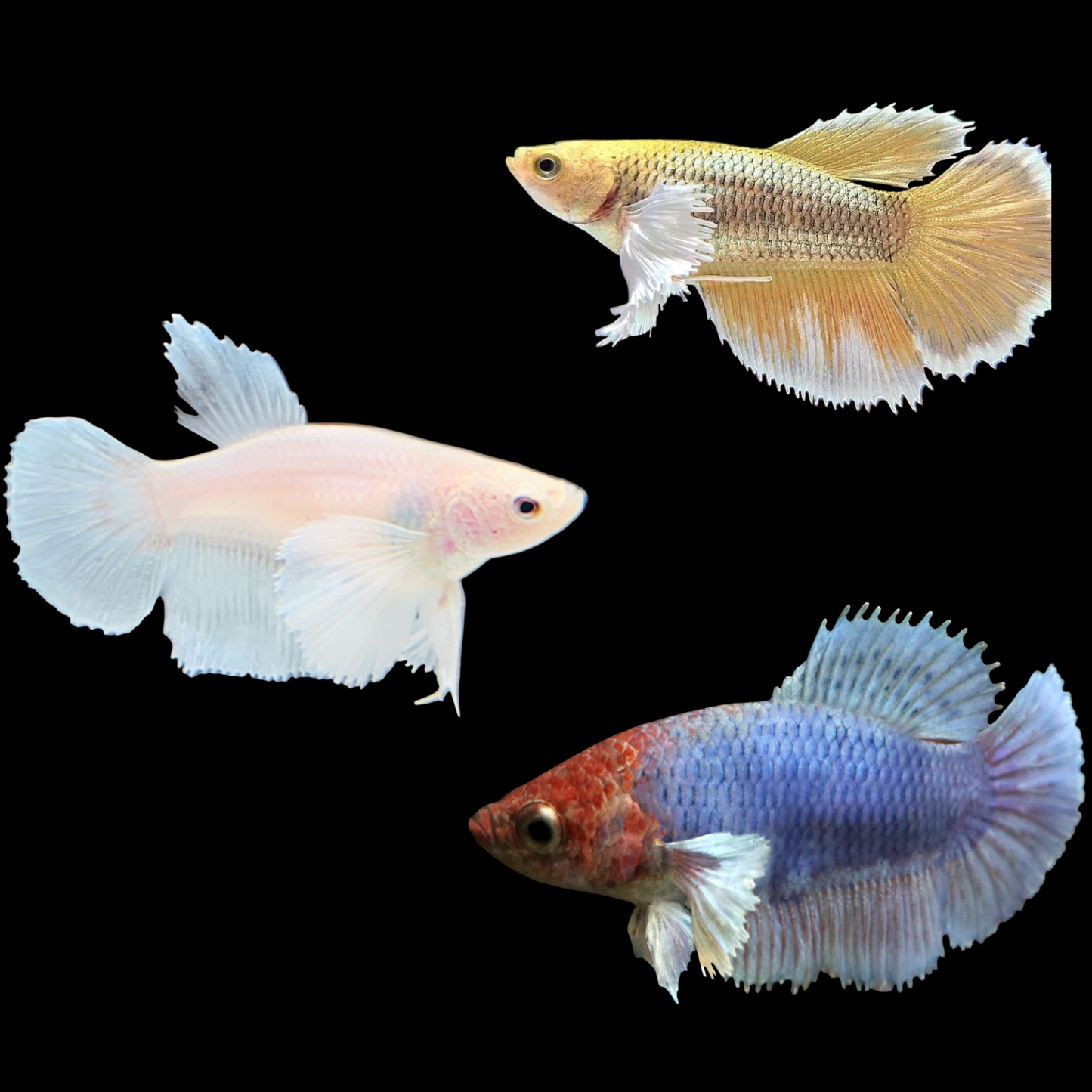 Mixed dumbo Halfmoon Female Betta (pack of 5)