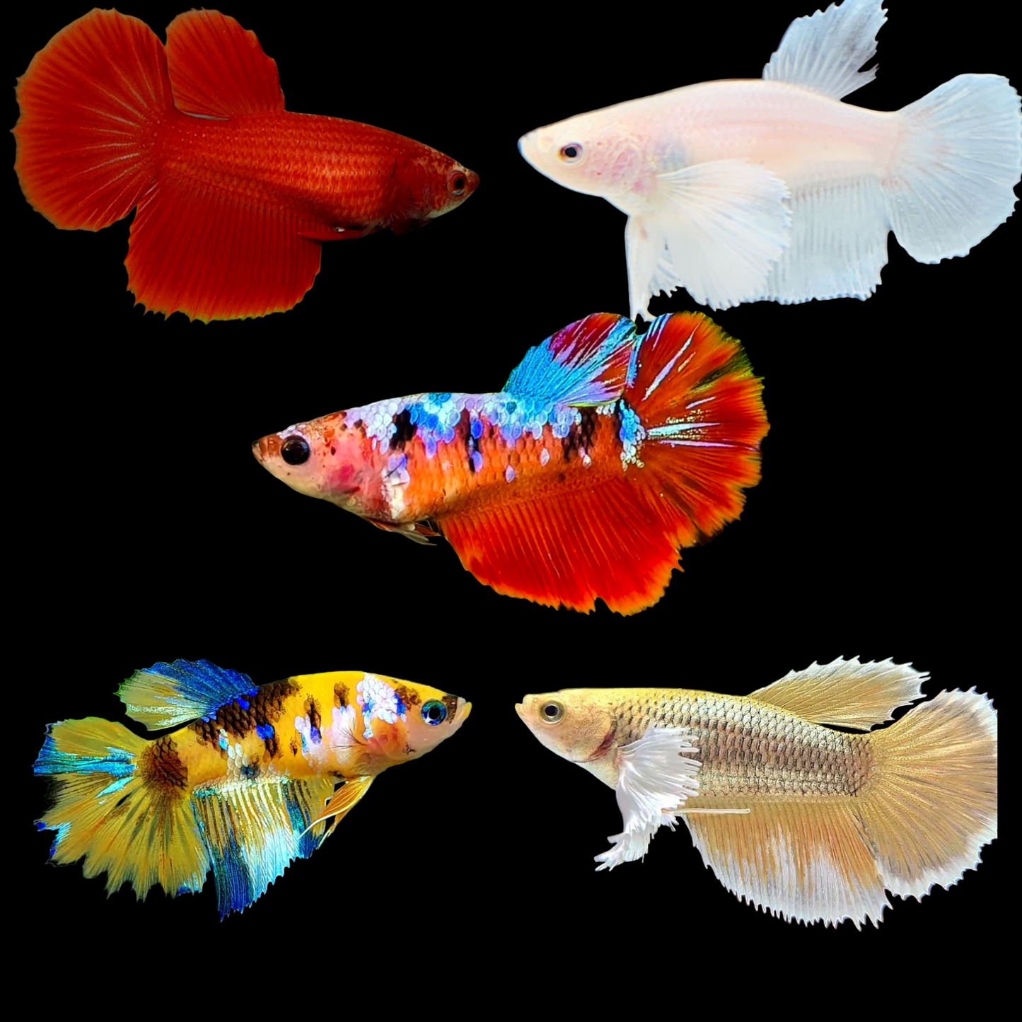 mixed assorted halfmoon female betta