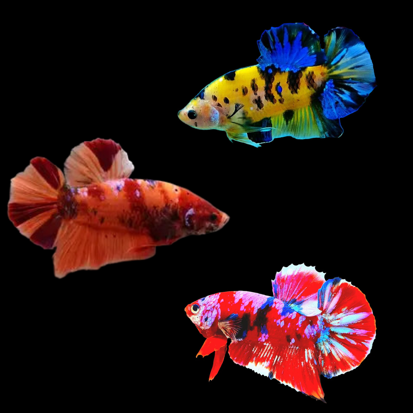 Mixed Color Koi Giant Female Betta (pack of 5)