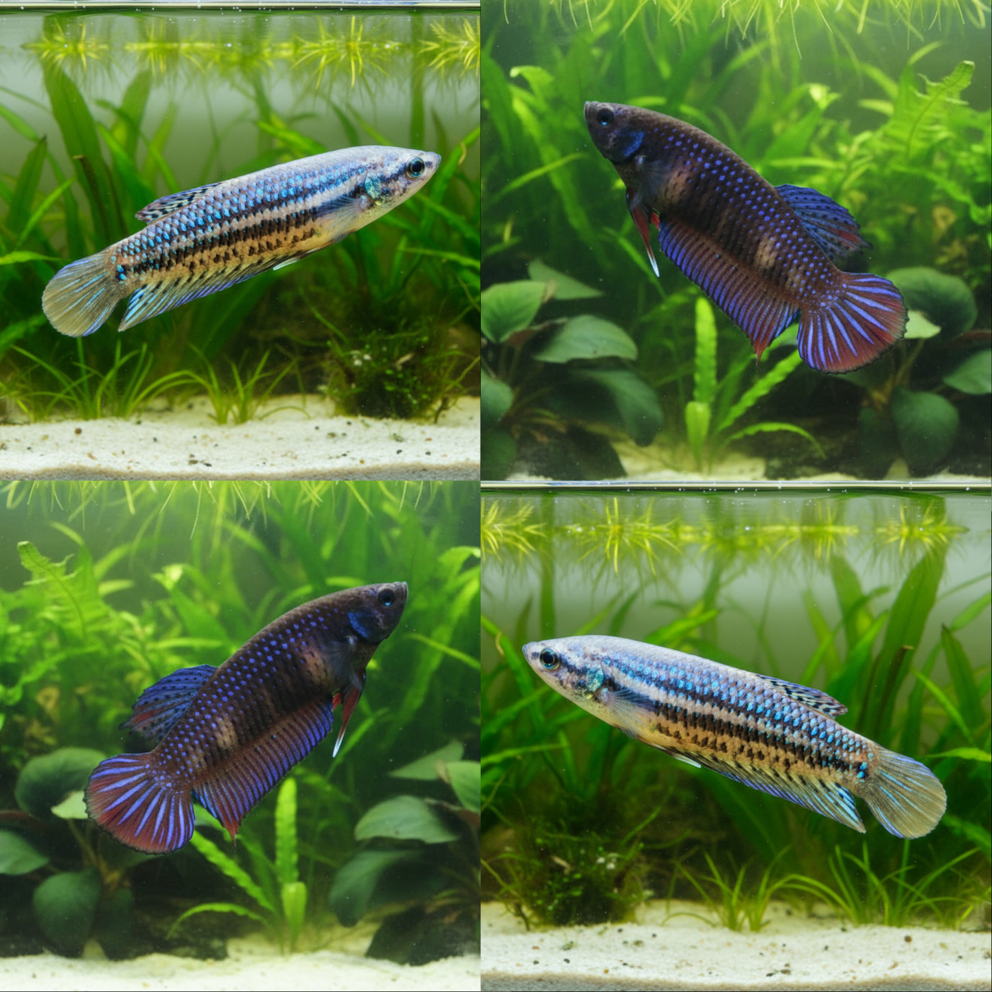 Mixed Color Imbellis Wild Female Betta (pack of 5)