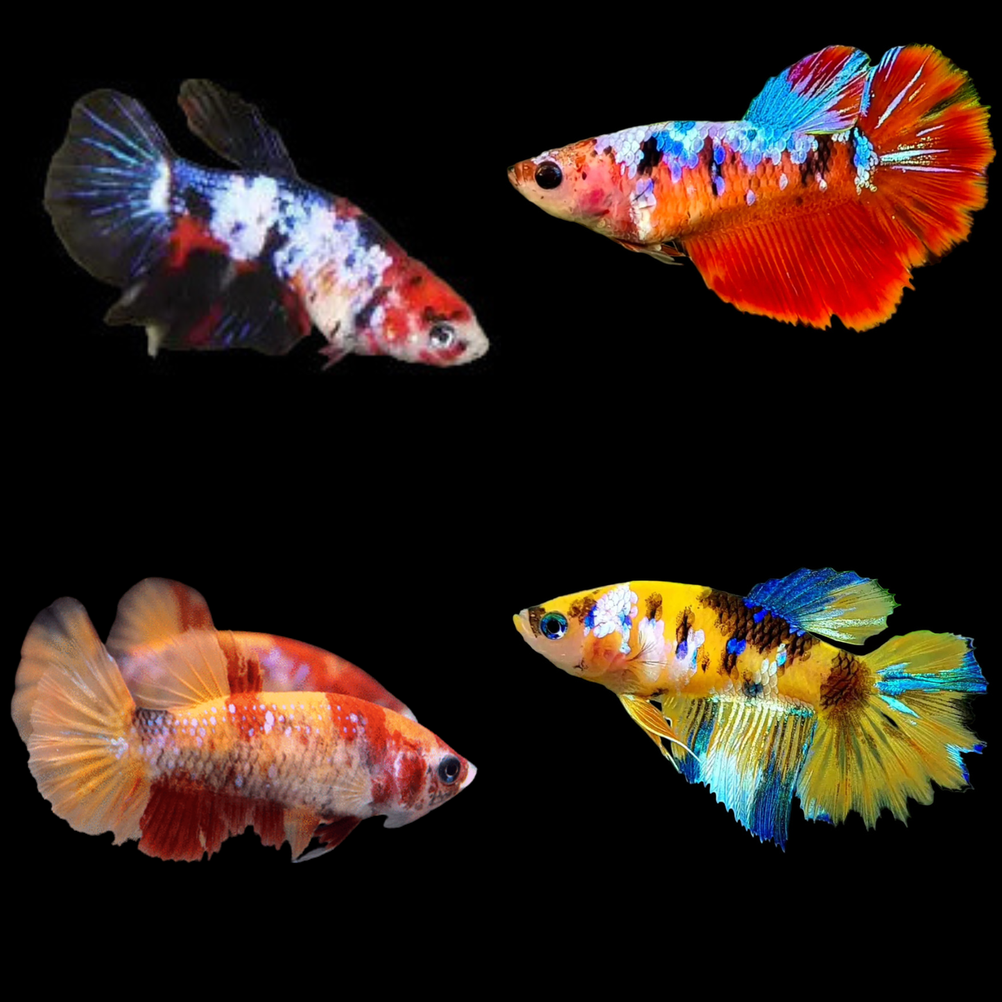 Mix Color Koi Halfmoon Female Betta (pack of 5)