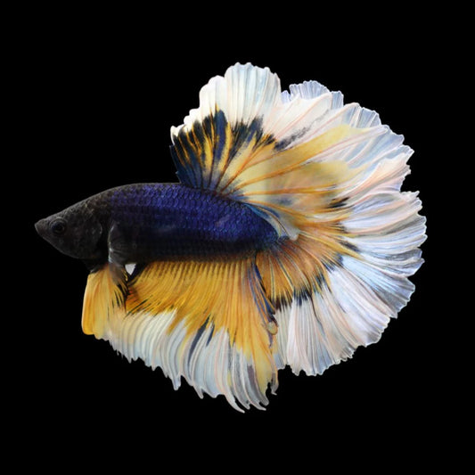Mustard gas butterfly halfmoon Male Betta