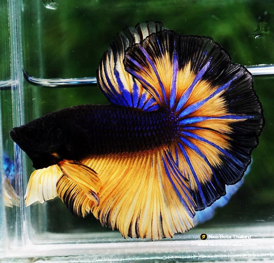 Mustard gas butterfly halfmoon betta male