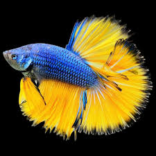 mustard gas halfmoon male betta fish