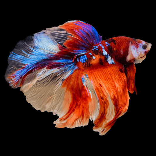 Nemo koi galaxy halfmoon male betta