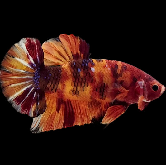 nemo koi giant male betta
