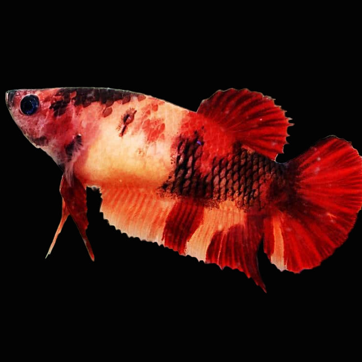 Nemo Koi Plakat Female Betta (pack of 5)