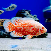 NEMO FULL RED OSCAR