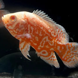 NEMO FULL RED OSCAR