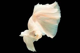 opal dumbo ear halfmoon male betta fish