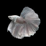 pegasus white platinum halfmoon male betta