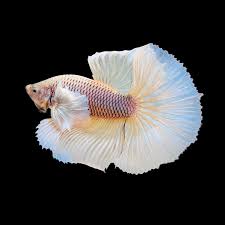 pineapple dumbo ear halfmoon male betta