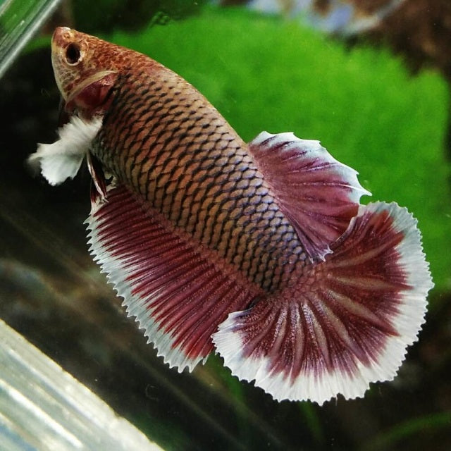 pink dumbo ear female betta