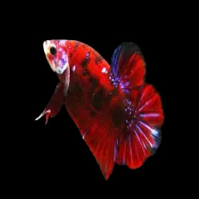 red koi male plakat betta