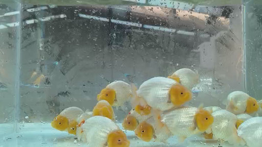 (RAN-04) White Ranchu High Quality Wholesale Bag - Pick Size and Quantity in Bag