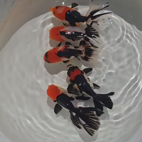 (ORA-09) Tri Color Oranda Short Body High Quality Wholesale Bag - Pick Size and Quantity in Bag