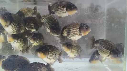 (RAN-05) Blue Silver Ranchu High Quality Wholesale Bag - Pick Size and Quantity in Bag