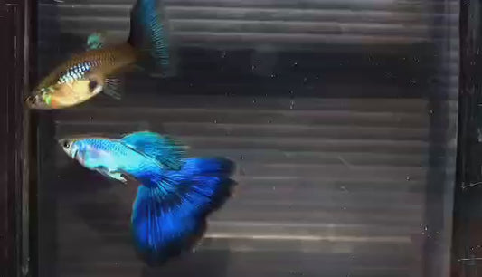 (LTG-025) Japan Blue/Lazuli Big Tail Thai Fancy Guppy
