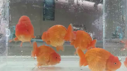(RAN-01) Super Red Ranchu High Quality Wholesale Bags - Pick Size and Quantity in Bag