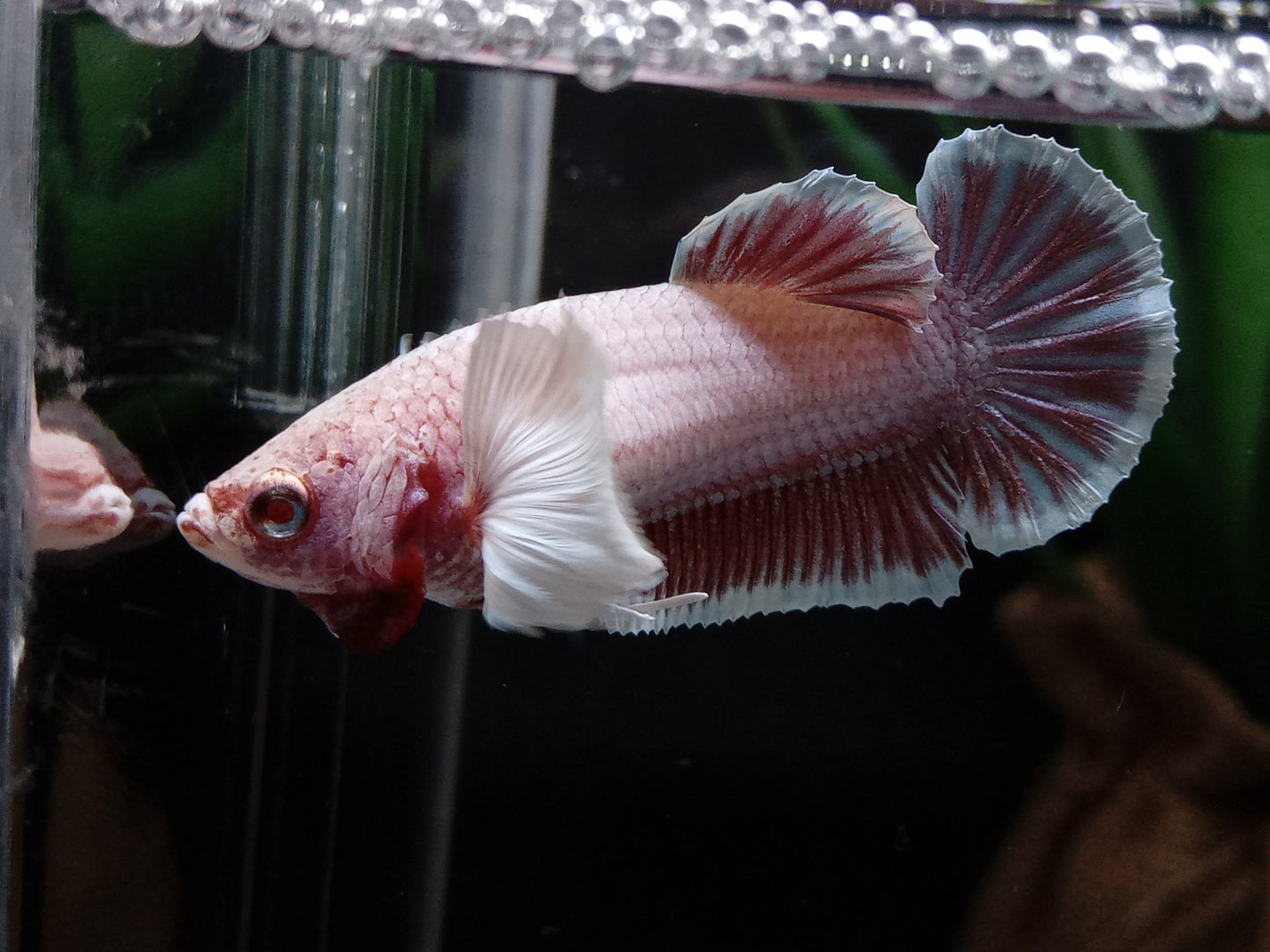 Pink Dumbo Ear Plakat Female Betta (pack of 5)