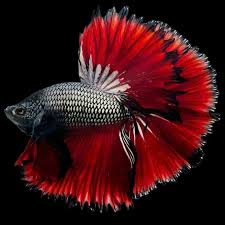 red copper male betta halfmoon