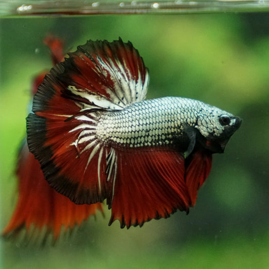 red copper dragon halfmoon male betta