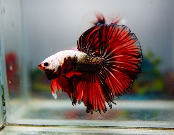 Red copper halfmoon male betta