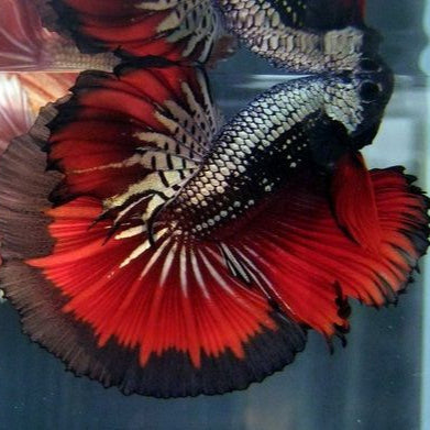 red devil Halfmoon Male betta