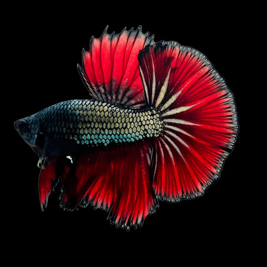 red devil dragon halfmoon male betta
