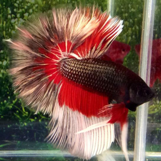 red devil halfmoon Male betta fish