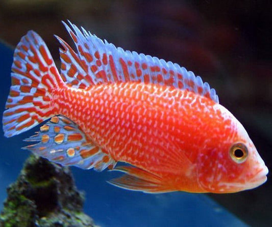 Red dragon blood African Cichlid