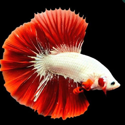 red dragon halfmoon male betta