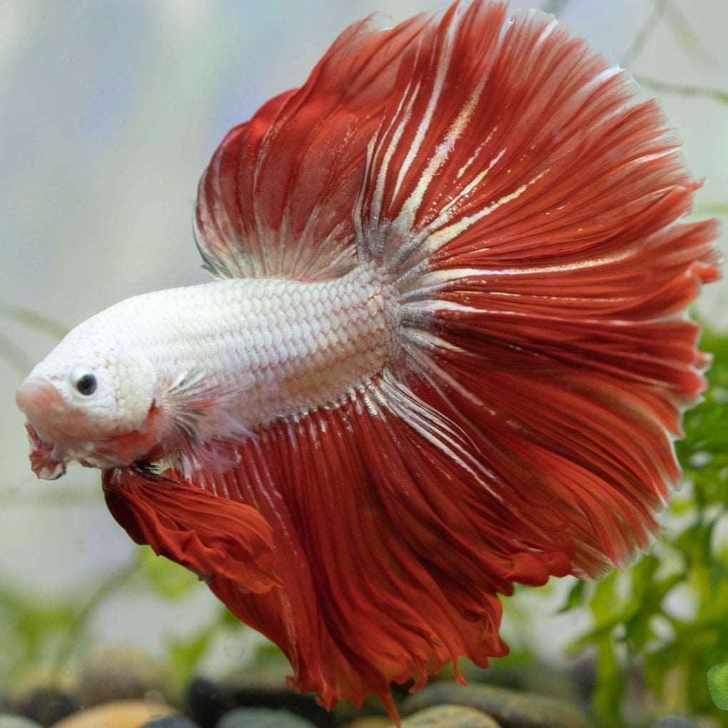 red dragon male betta halfmoon