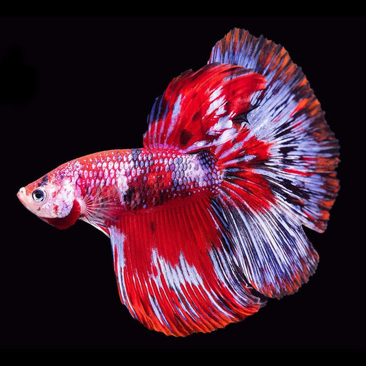 red koi galaxy halfmoon male betta