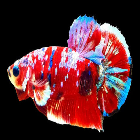red koi giant male betta