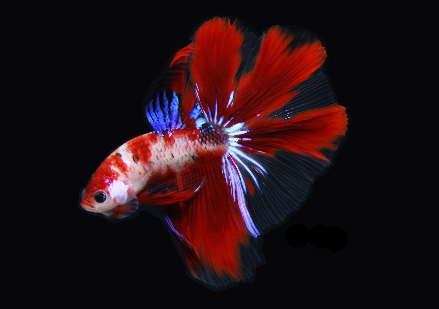 red koi halfmoon male betta