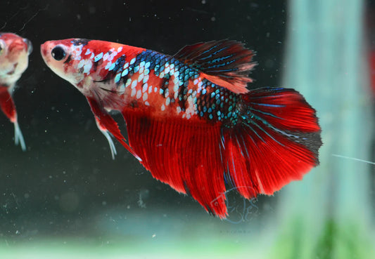 red koi halfmoon female betta fish