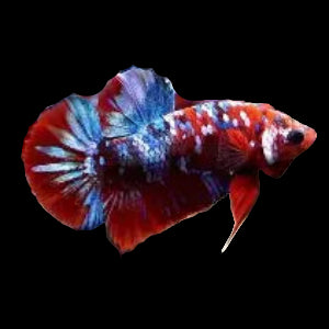 red koi male betta plakat