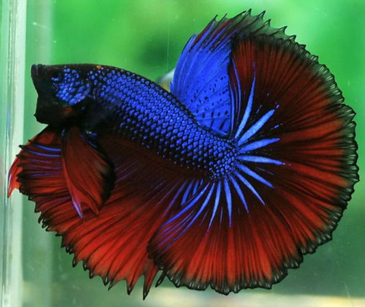 red peacock blue scales halfmoon male betta fish