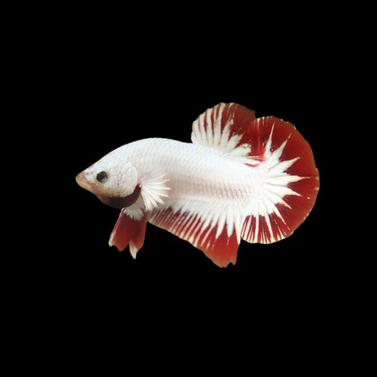 red snow male betta plakat