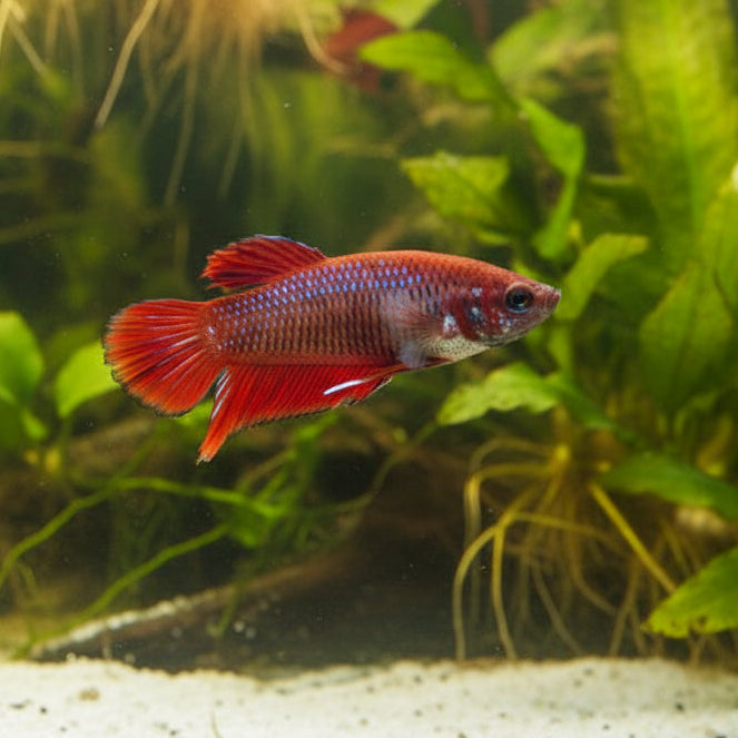 red splendens female wild betta