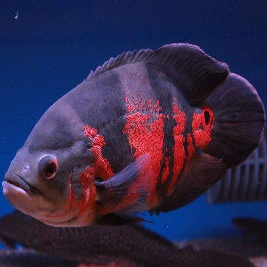 RED OSCAR