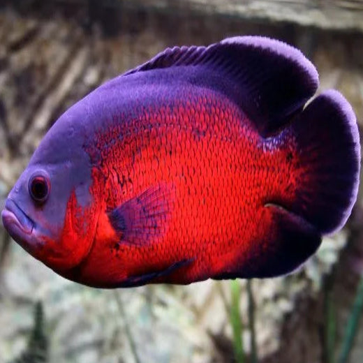 RED OSCAR