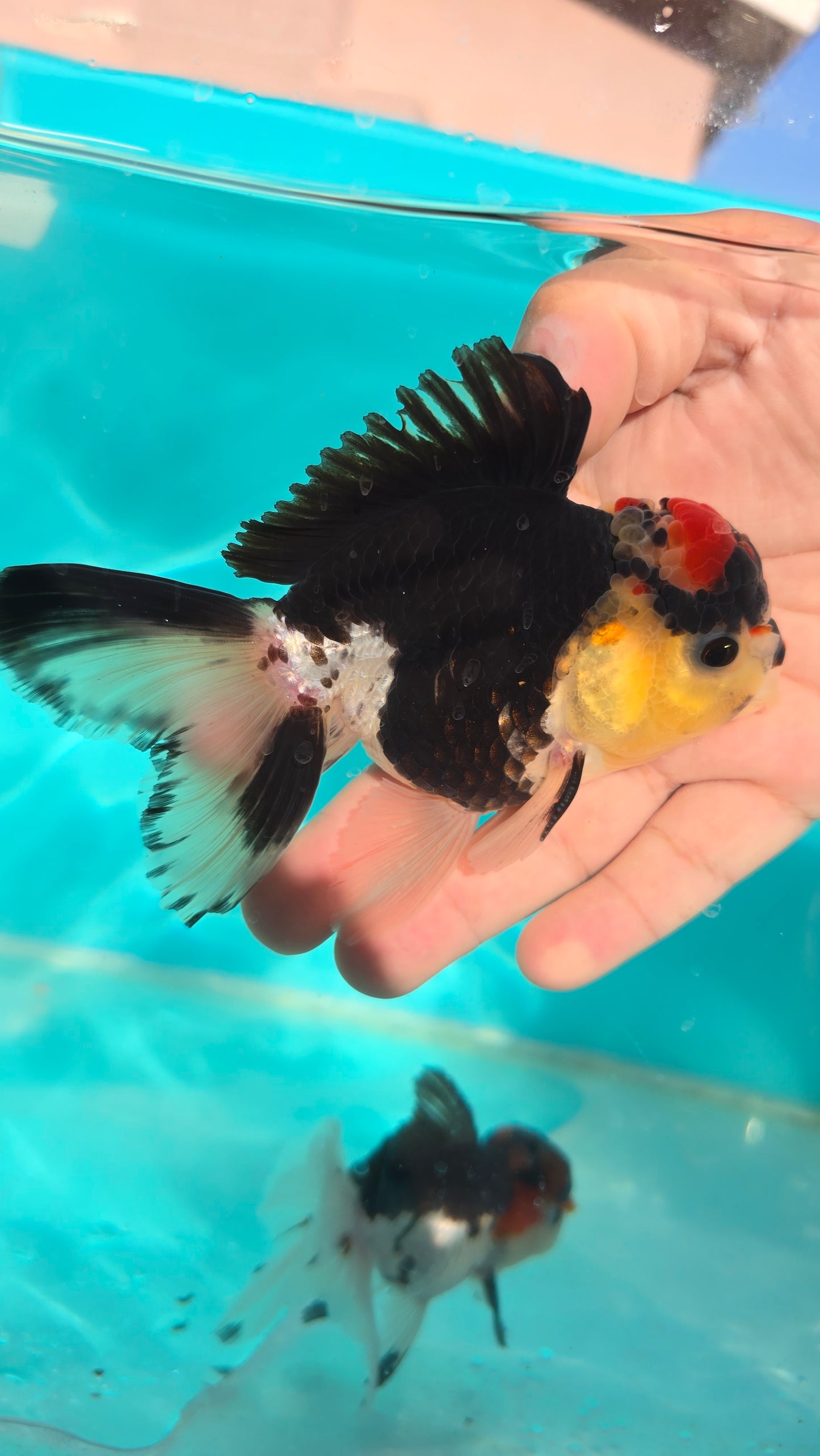 (ORA-07) Panda Oranda High Quality Wholesale Bag - Pick Size and Quantity in Bag