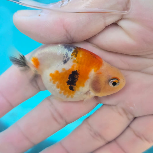 (RAN-11) Calico Ranchu High Quality Wholesale Bag - Pick Size and Quantity in Bag