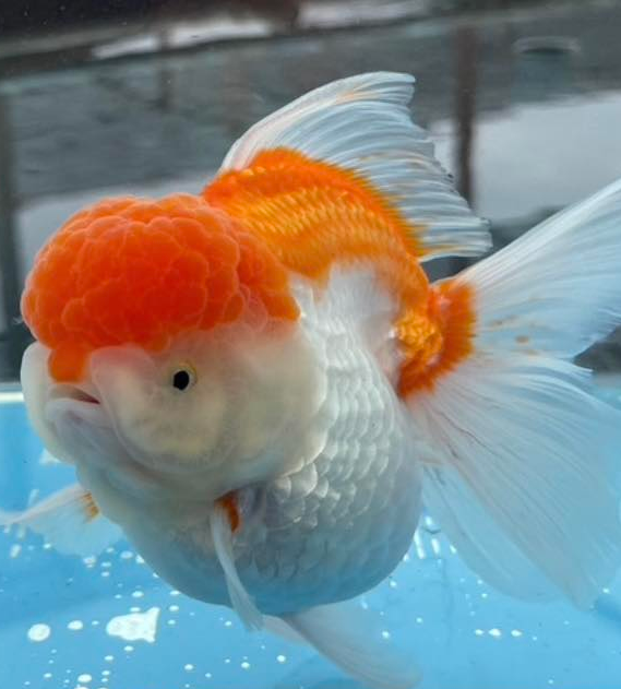 (ORA-02) Red and White Oranda Short Body High Quality Wholesale Bag - Pick Size and Quantity in Bag