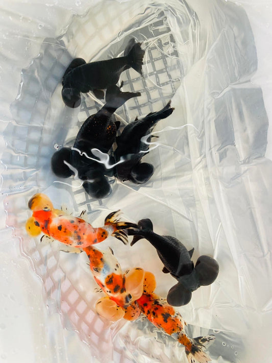 (BUB-04-AA/AAA) Black Bubble Eye High Quality Wholesale Bag - Pick Size and Quantity in Bag
