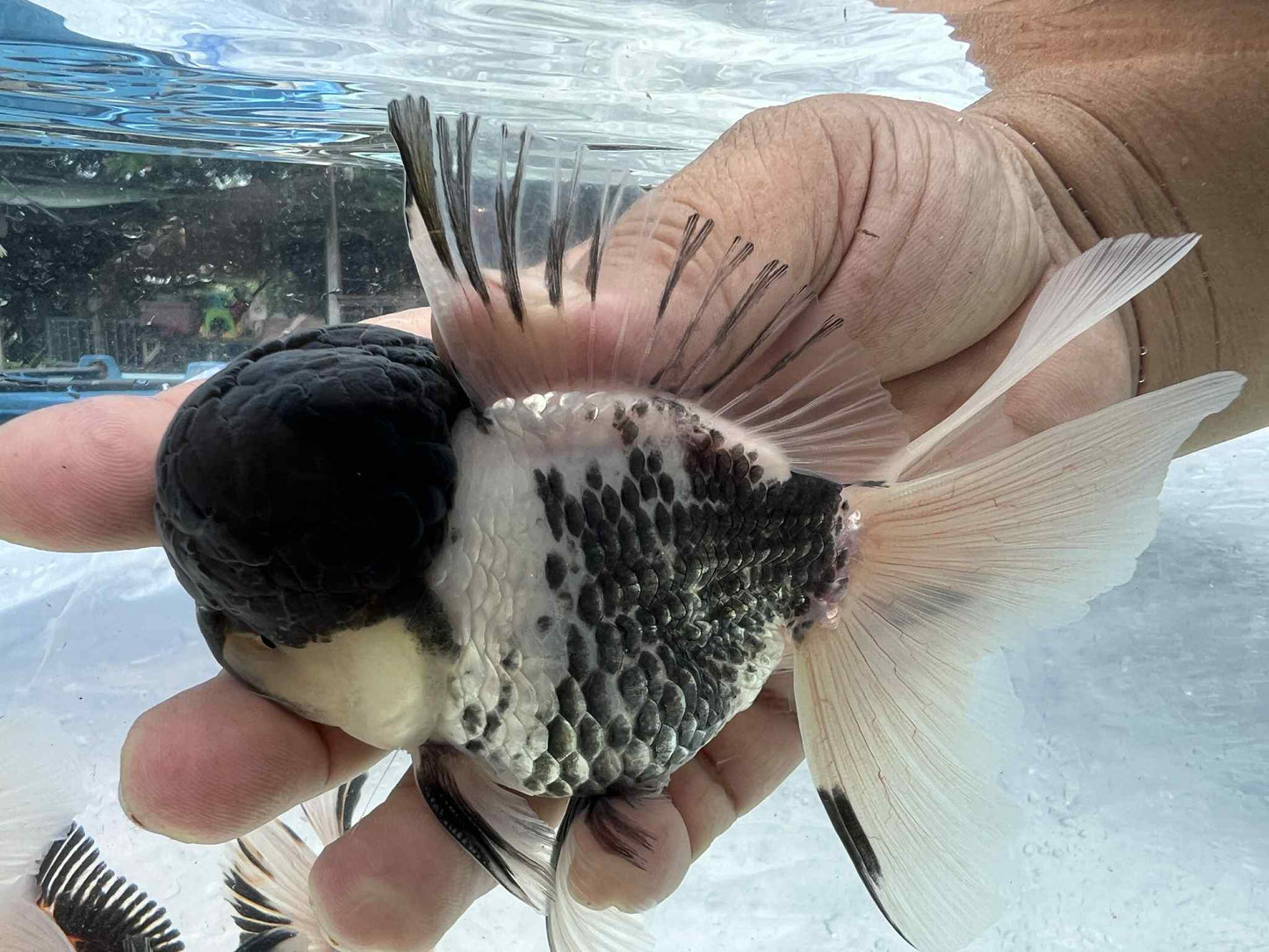 (ORA-07) Panda Oranda High Quality Wholesale Bag - Pick Size and Quantity in Bag